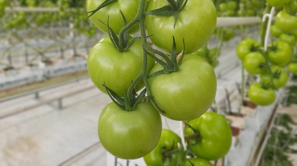 Андрей Рюмшин: Крупнейший производитель томатов вырастил порядка 300 тонн собственной продукции с начала 2021 года