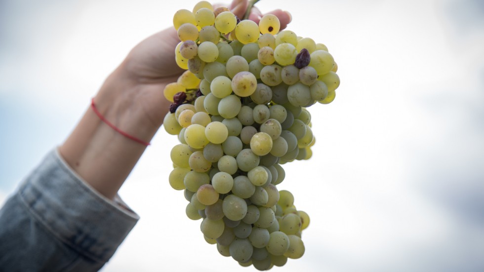Андрей Рюмшин: С 2014 по 2020 год благодаря увеличению господдержки в Крыму заложено более 4000 гектаров виноградников