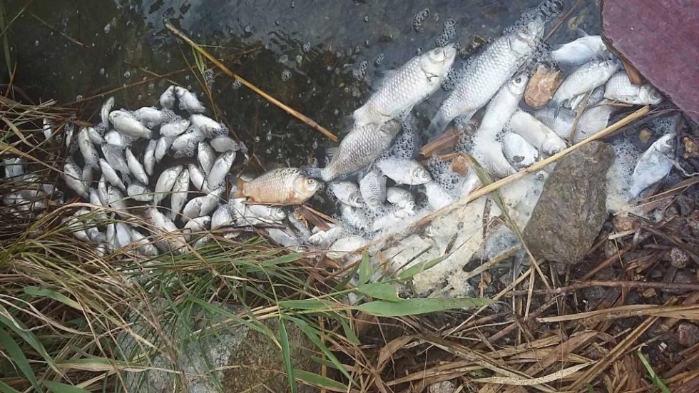 В Приморском гибнет пресноводная рыба