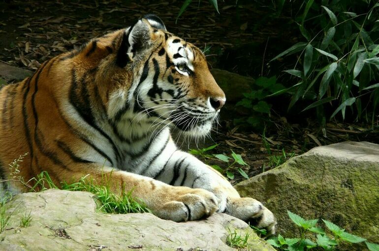 Изъятых из шапито тигров смогут передать частным зоопаркам
