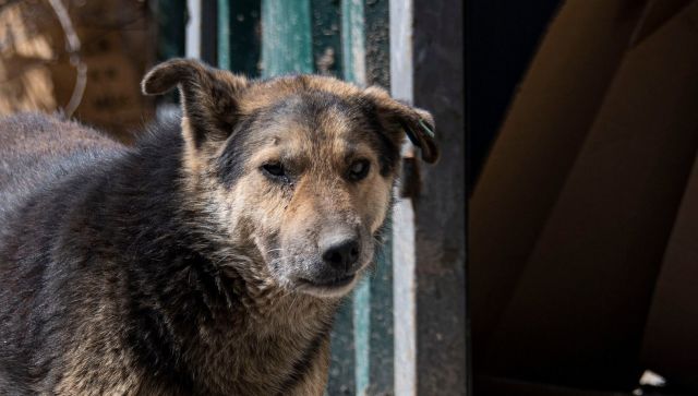 В России предложили ввести штрафы за жестокое обращение с животными