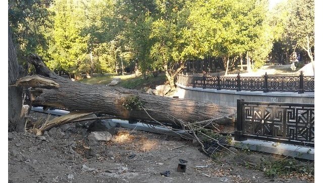 В Симферополе упавшее дерево разбило новое ограждение на набережной Салгира