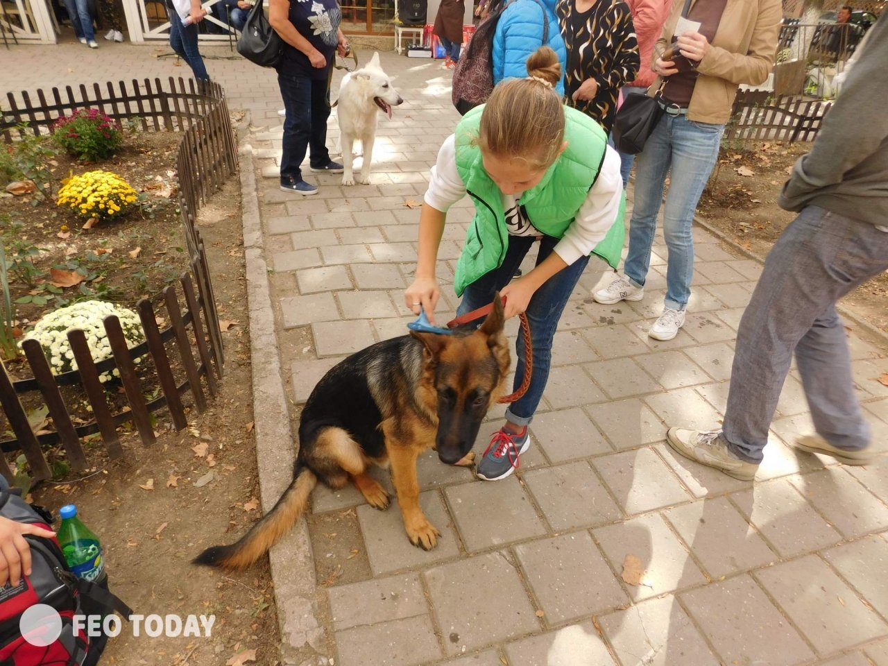 Выставка собак КРАСА КАФЫ в Феодосии #5104