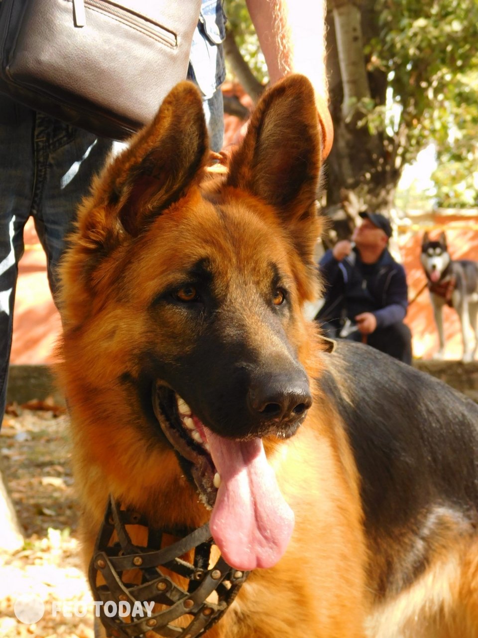 Выставка собак КРАСА КАФЫ в Феодосии #5022