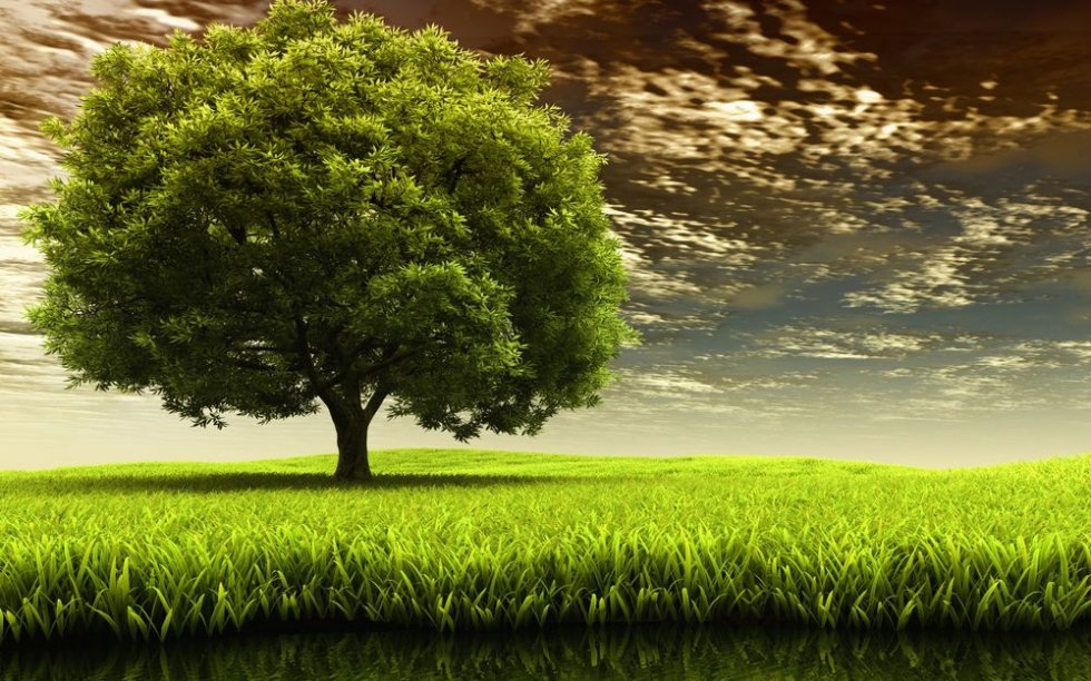 Феодосийские власти планируют высаживать деревья с пышными кронами при обновлении зелёного фонда города