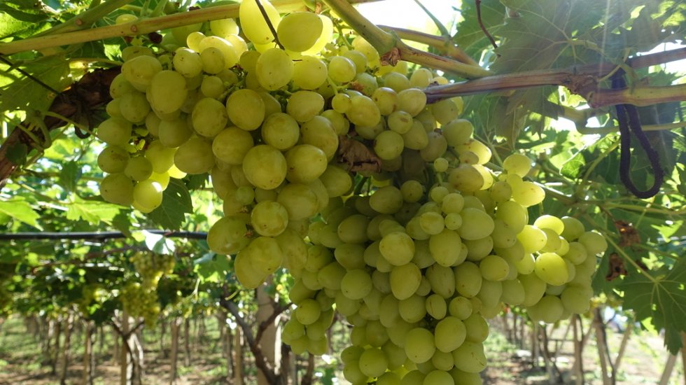 Крымские аграрии приступили к сбору урожая винограда – Андрей Рюмшин