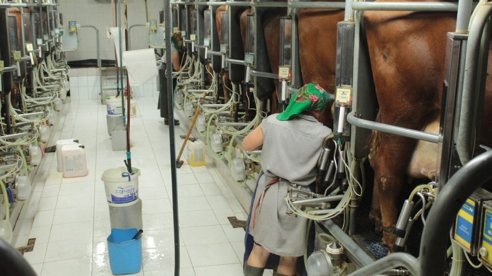 Республика Крым заняла первое место по надоям молока за 10 месяцев 2020 года, в числе сельхозорганизаций не относящихся к субъектам малого предпринимательства в ЮФО