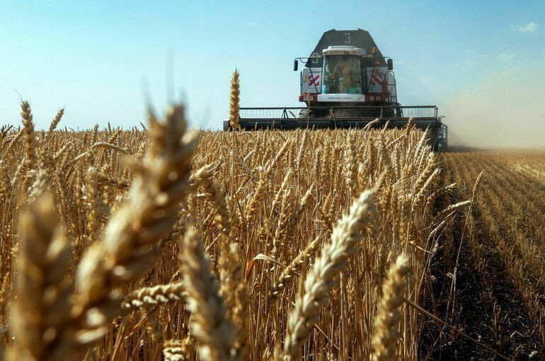 Почему российское зерно оказалось лучше французского