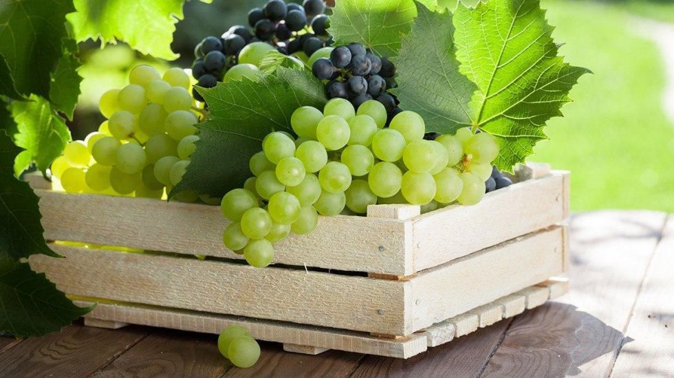 Андрей Рюмшин: В Республике Крым убрано 50% площади виноградников
