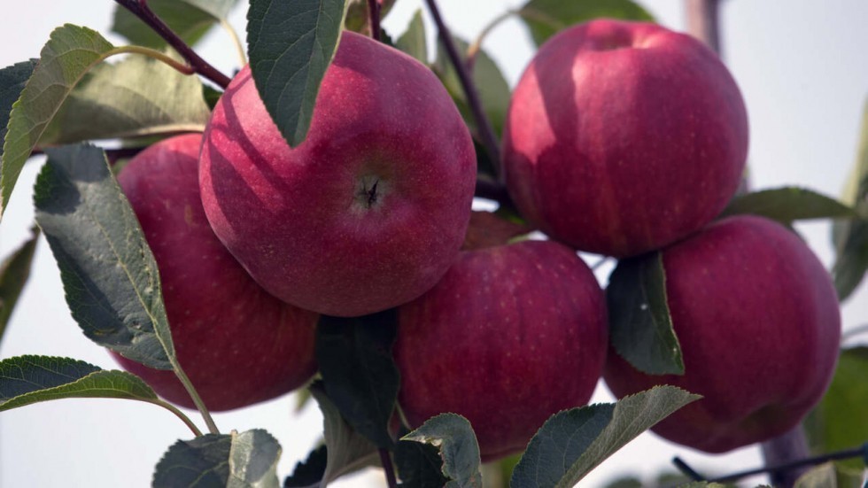 Андрей Рюмшин: Крымские аграрии завершили сбор урожая яблок