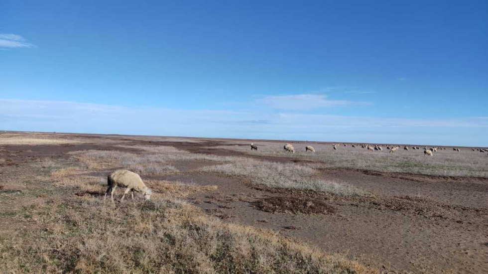 В Крыму проводят масштабное искусственное осеменение овец – Андрей Рюмшин