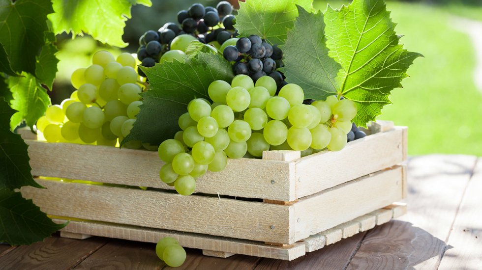 Андрей Рюмшин: Собран рекордный за последние пять лет урожай винограда