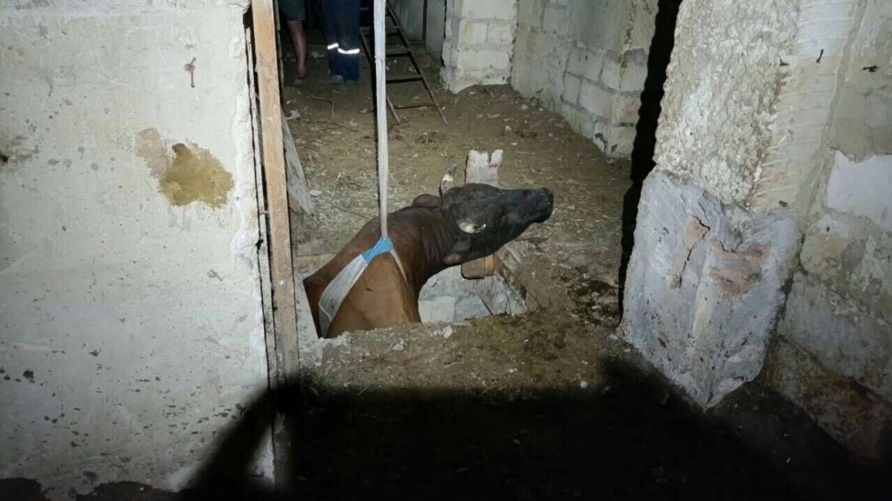 Тянули лебедками: в Крыму бык провалился в подвал