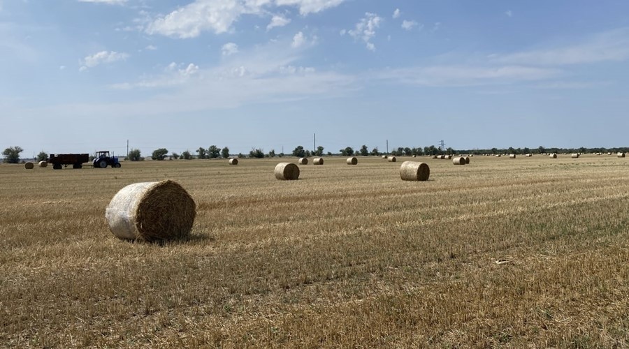 Аграрии Крыма собрали рекордный урожай озимых зерновых