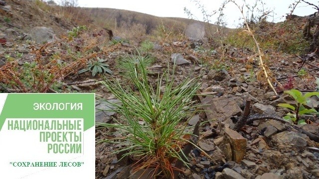 Минприроды Крыма продолжает выполнение мероприятий регионального проекта «Сохранение лесов»