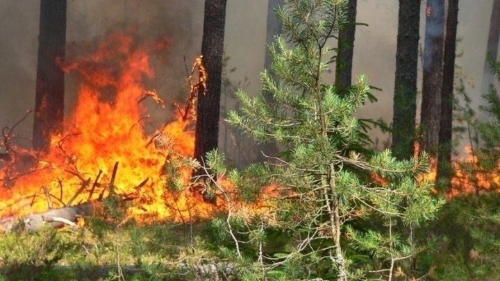 Внимание! Опасность лесных пожаров!
