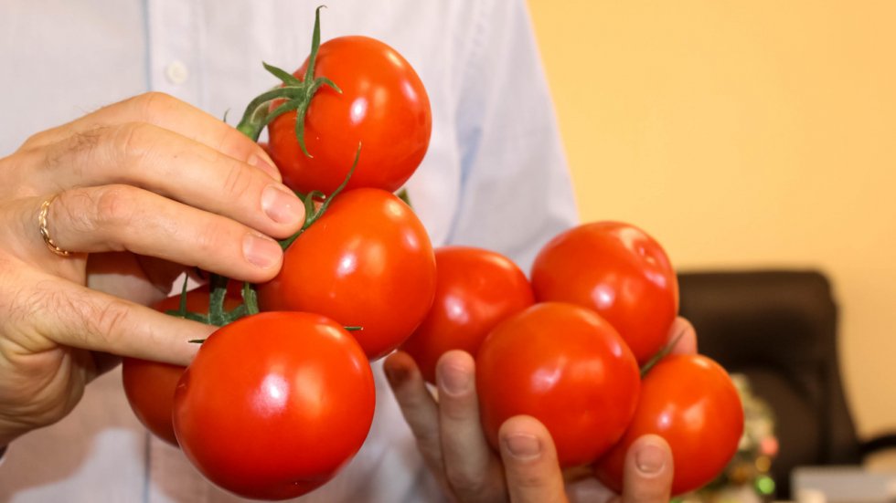 Андрей Рюмшин: Тепличный комбинат «Белогорский» собрал первые 22 тонны томатов