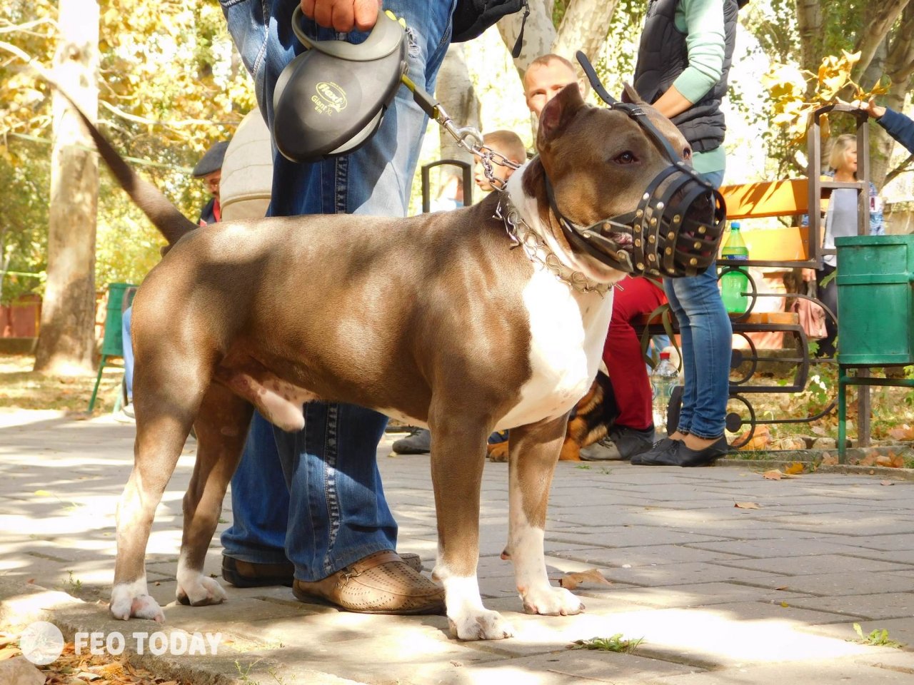 Выставка собак КРАСА КАФЫ в Феодосии #5029