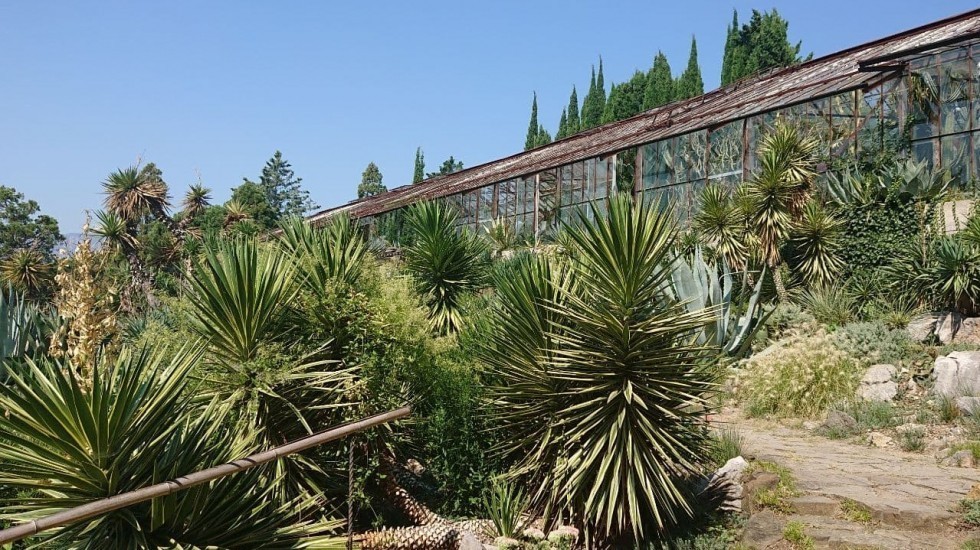 Кактусовая оранжерея Никитского ботанического сада празднует 25-летний юбилей