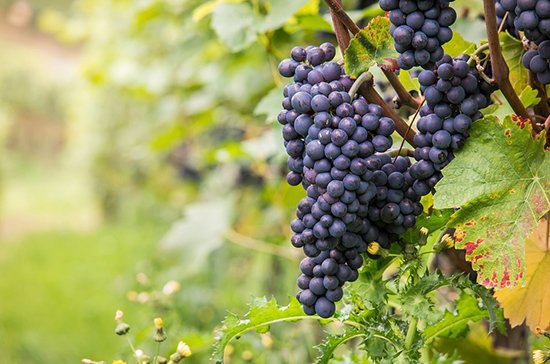 Отечественных виноделов и виноградарей поддержали законом