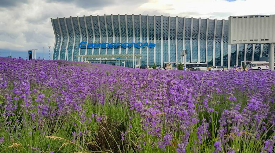 Лаванда впервые зацвела перед новым терминалом аэропорта Симферополя