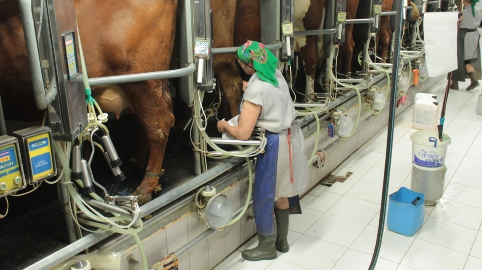 Минсельхоз РК: Республика Крым – в лидерах России по среднесуточным надоям молока в сельхозорганизациях