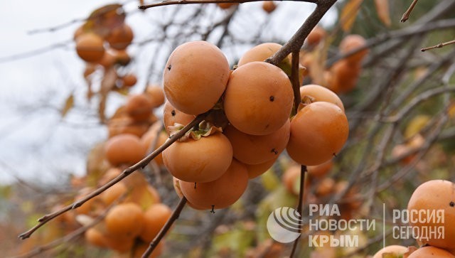 Какие крымские фрукты помогут в борьбе с COVID и ОРВИ – диетолог