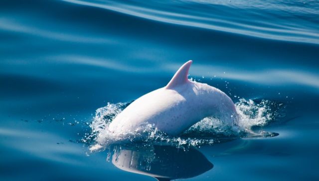 Где в Крыму увидеть дельфинов в родной среде