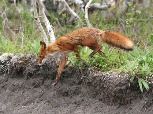 Карантин объявлен на набережной Коктебеля из-за найденного трупа лисы