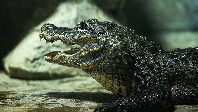 Правда или мираж: в Крыму рассказали о «находке» третьего крокодила в Симферополе
