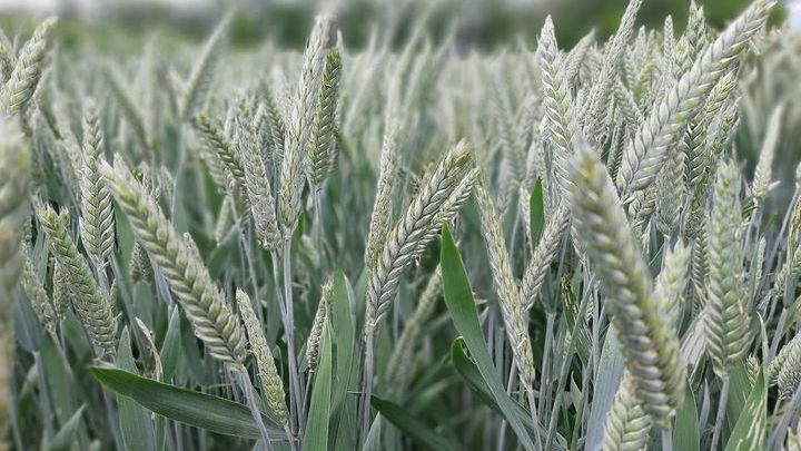 Крымские аграрии в этом году перевыполнили план сева зерновых более чем на 21% - Андрей Рюмшин
